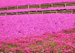 芝桜２