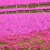 芝桜２