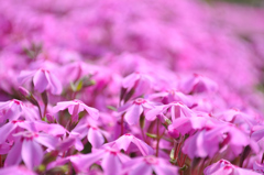 芝桜１