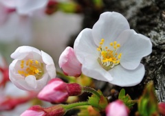 桜