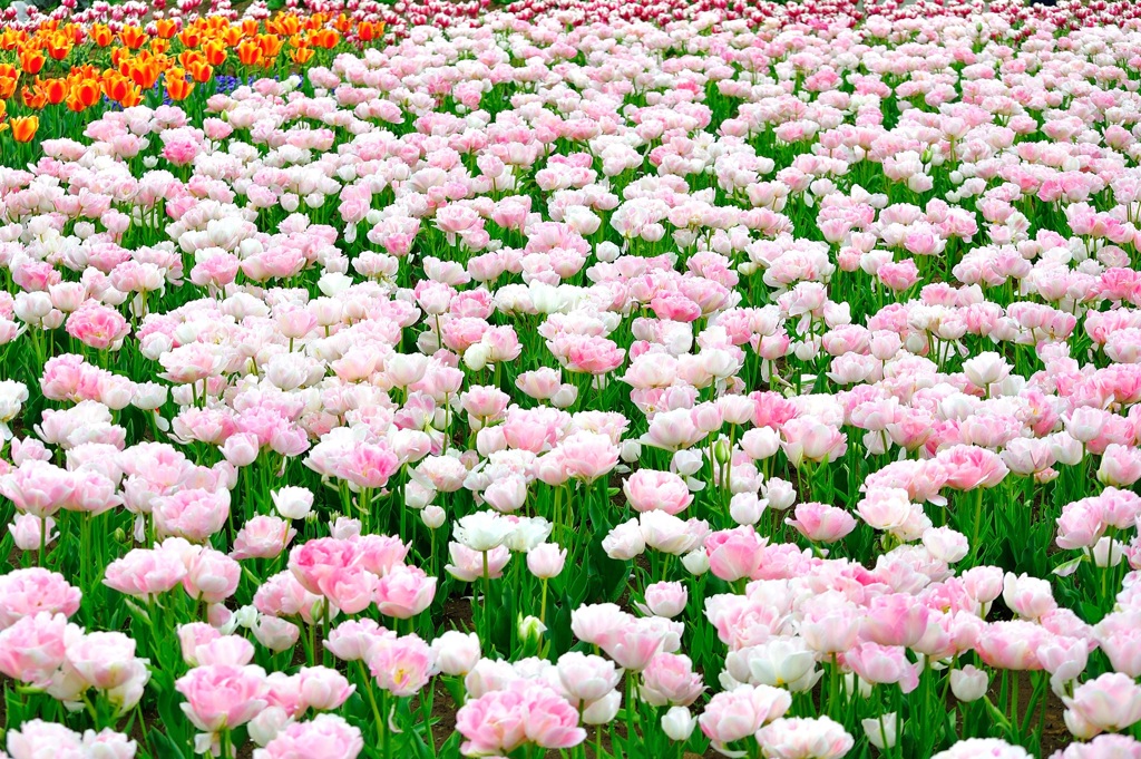 花畑