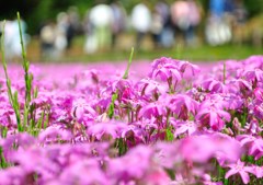芝桜３