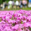 芝桜３