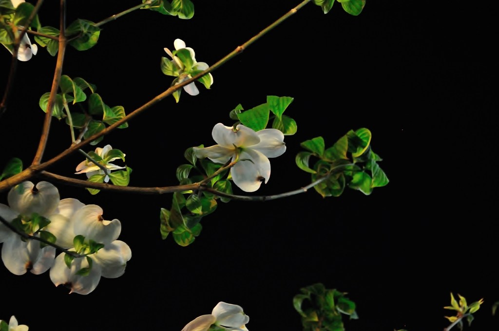 近所の花？