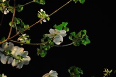 近所の花？