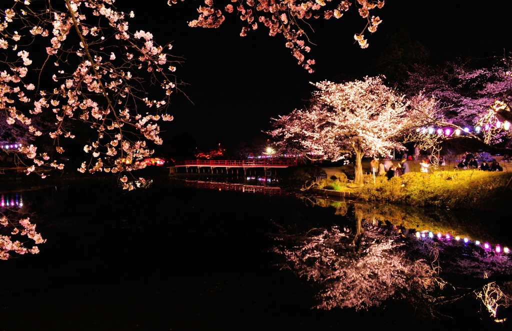 夜桜