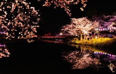 夜桜