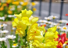 花