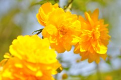 何かの花
