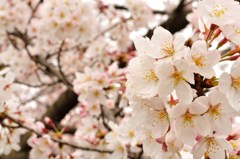 桜２