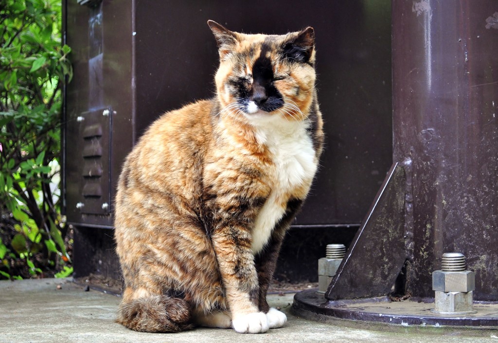 江の島にいた猫