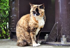 江の島にいた猫