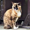 江の島にいた猫
