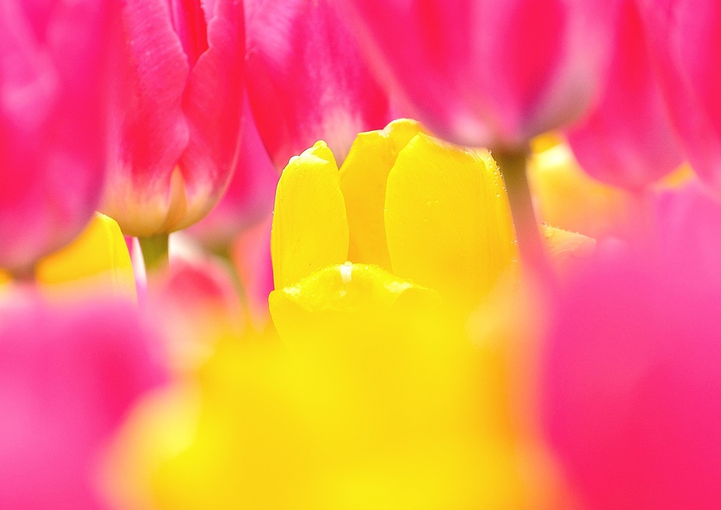 鮮花