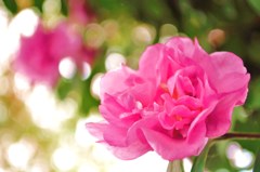 華光
