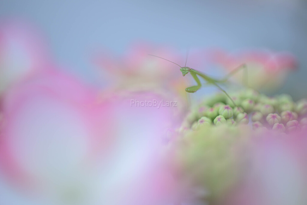 _mantis:appear