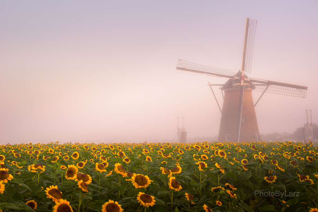 _windmill garden:foggy