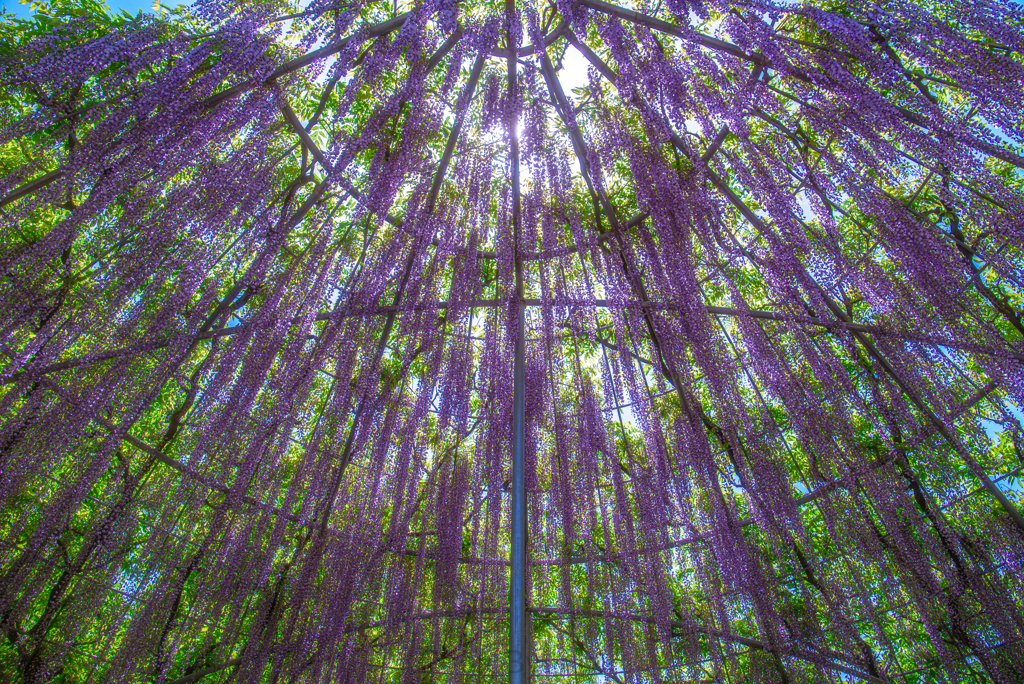 _wisteria:dome