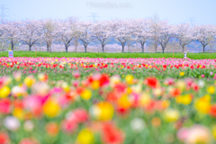 ‗sakura>tulip