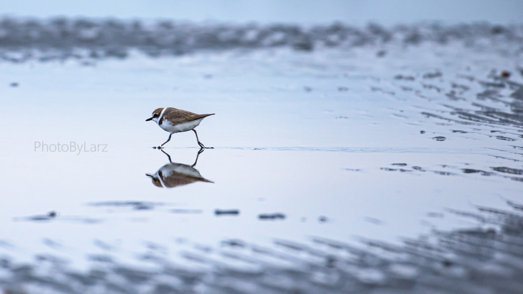 _walk