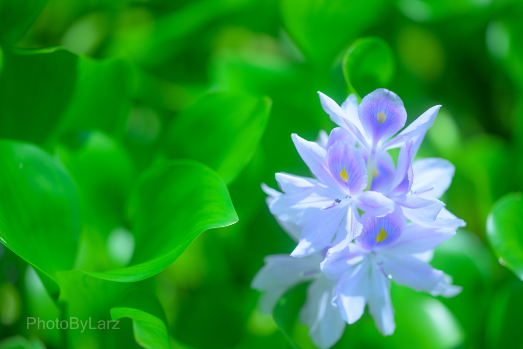 _Water Hyacinth