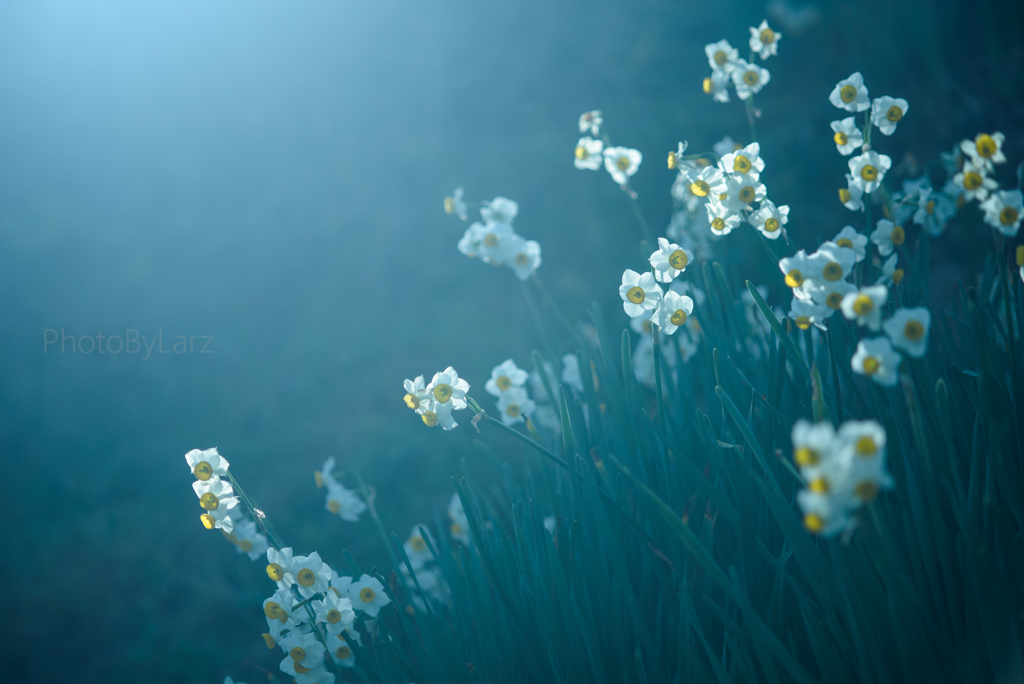 _narcissuses