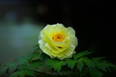 _peony:yellow