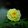 _peony:yellow