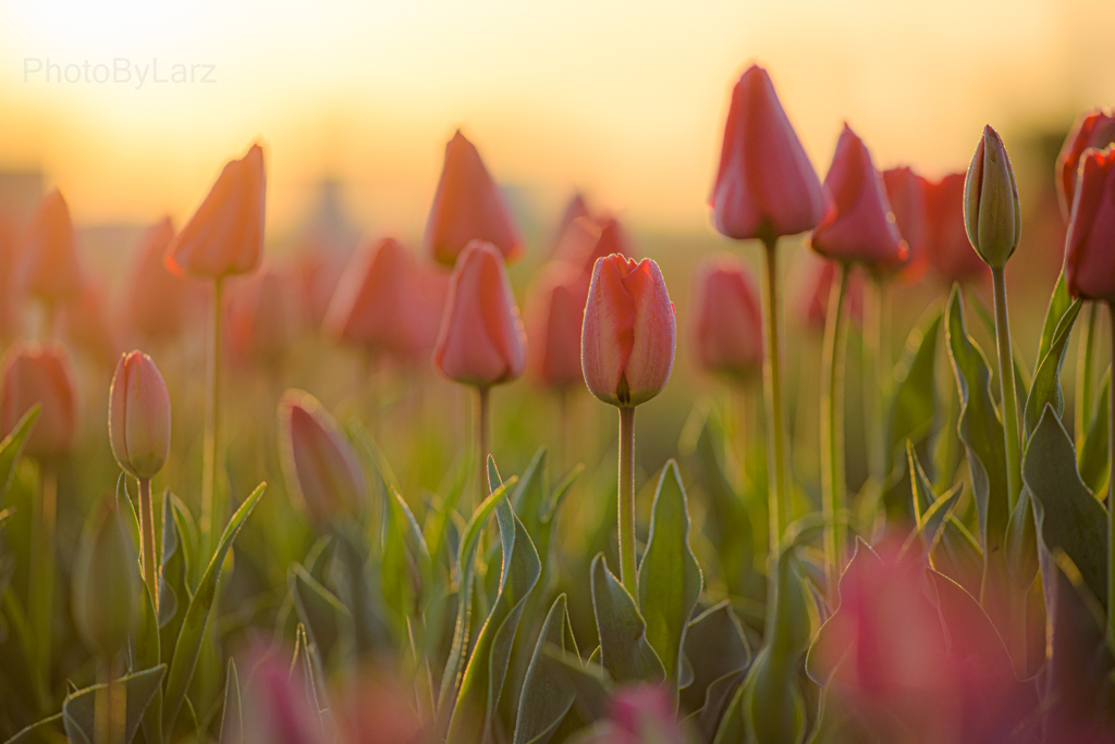 _tulip:orange sunrise