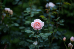 _rose