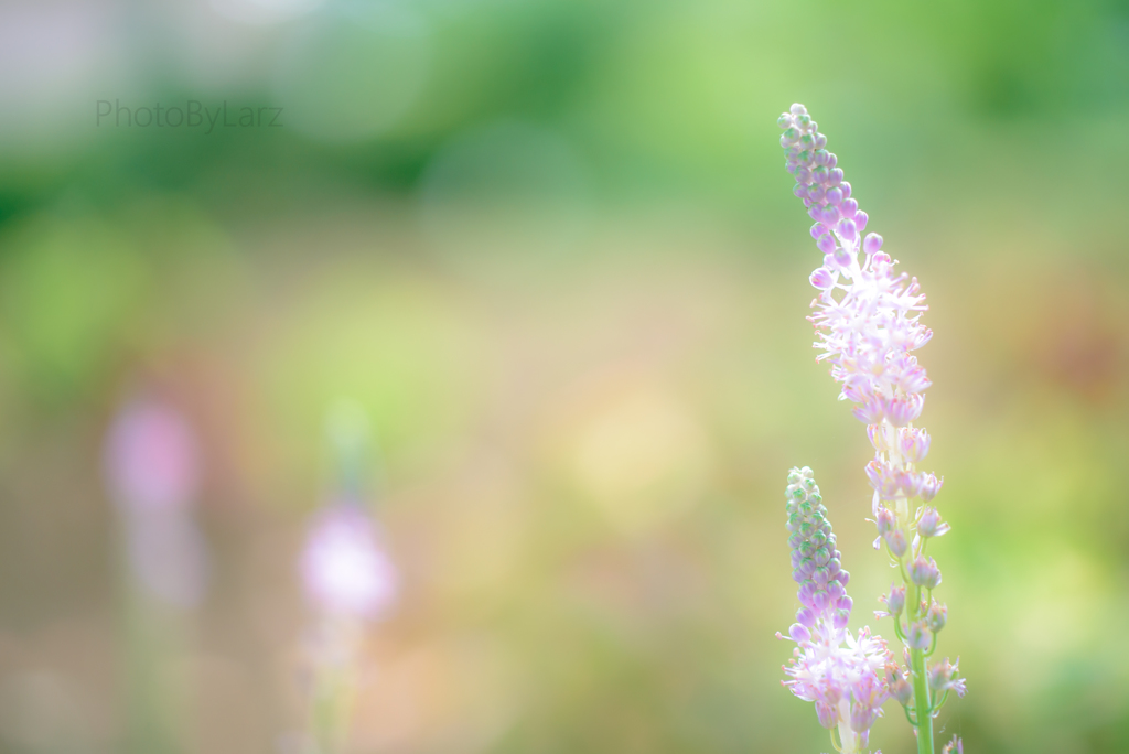 _tsurubo:dream
