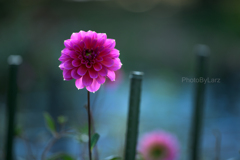 _dalia:transparent