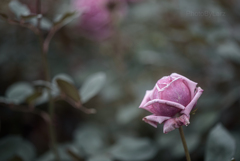 _rose:stone