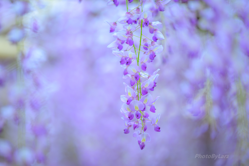 Japanese_wisteria