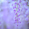 Japanese_wisteria