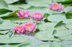 蓮の花
