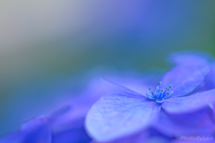hydrangea_flower
