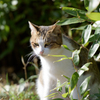 笹ねこ
