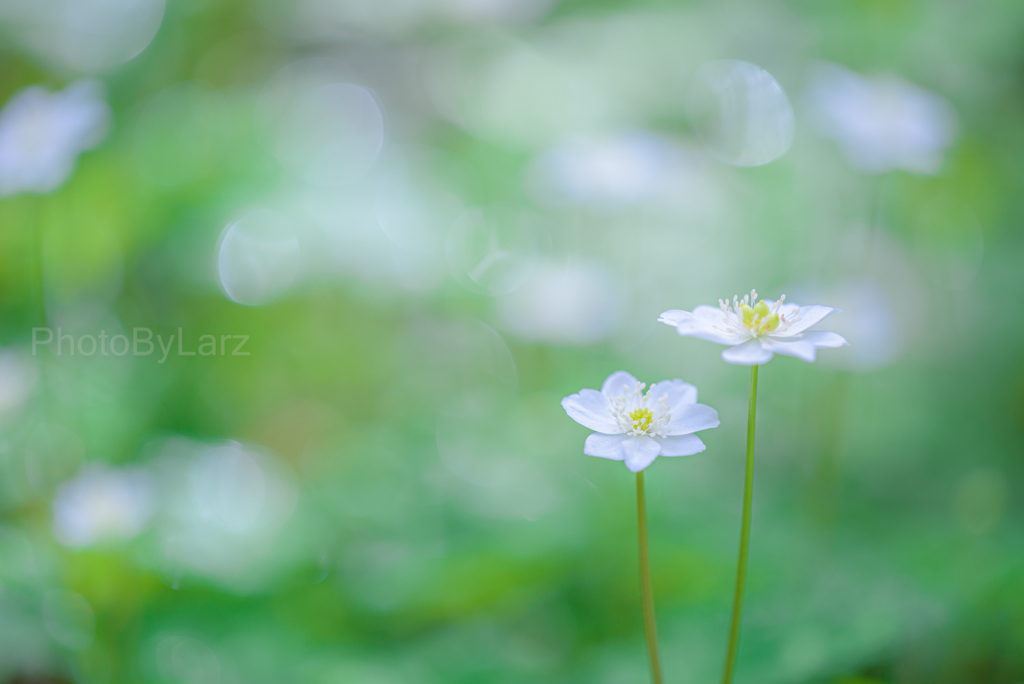 _softwindflower