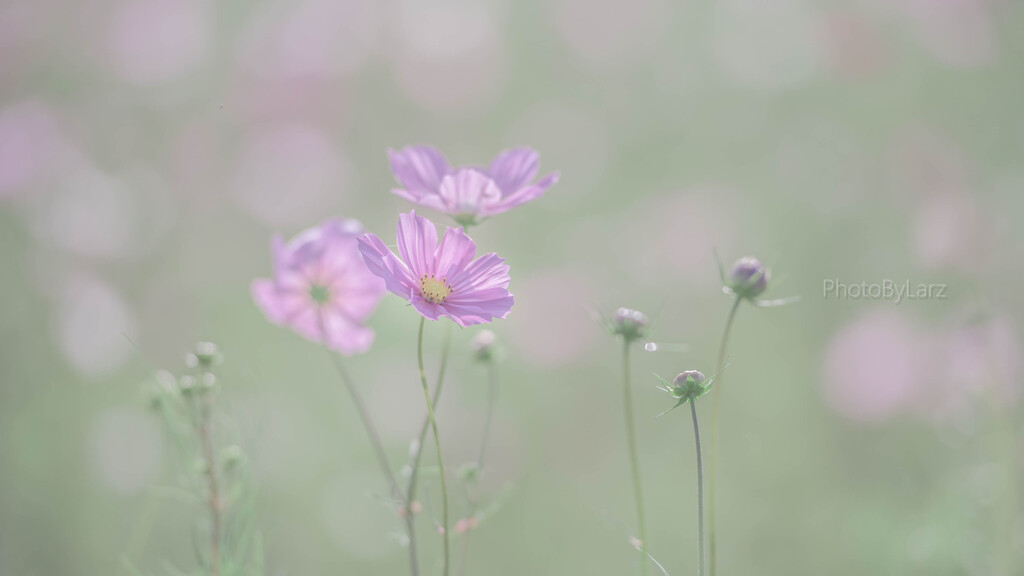 この花は
