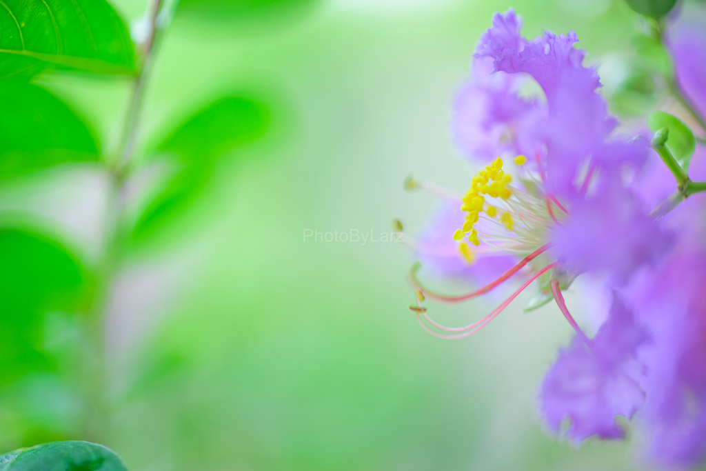 _CrapeMyrtle