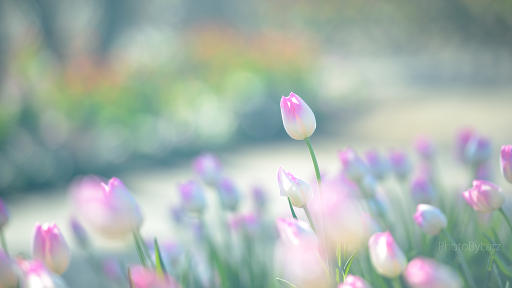 _pinkspot