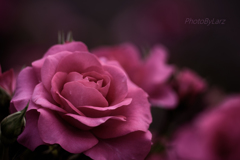 _roze:hybridtea