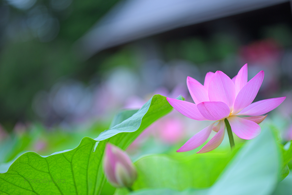 千葉公園の