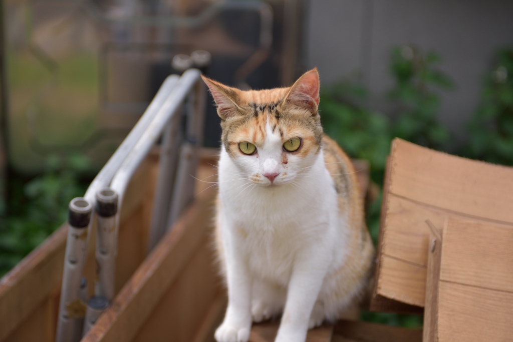 とあるカフェの猫たち４