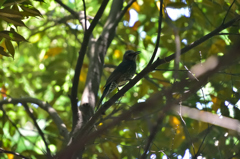 鳥に挑戦