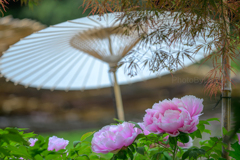 ‗peony:bangasa