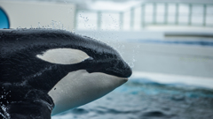 _orca