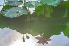 _lotus:reflection
