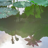 _lotus:reflection